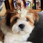 @dipstick-p3g profile picture